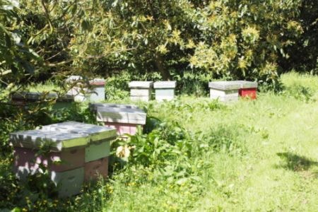 bee hives in an avocado orchard