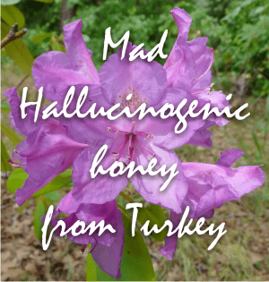 rhododendron ponticum flowers give us the hallucinogenic mad honey