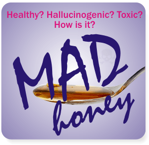 what is mad honey and where to find it