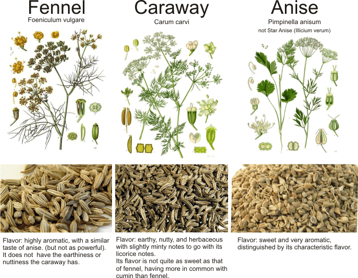 A COMPARISON BETWEEN CARAWAY FENNEL AND ANISE