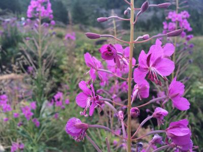 fireweed honey prevents cancer