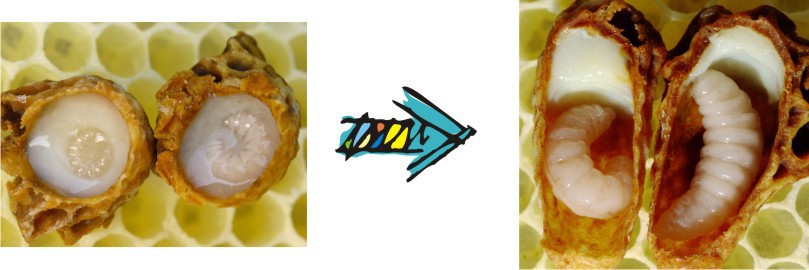 Larvae in royal jelly