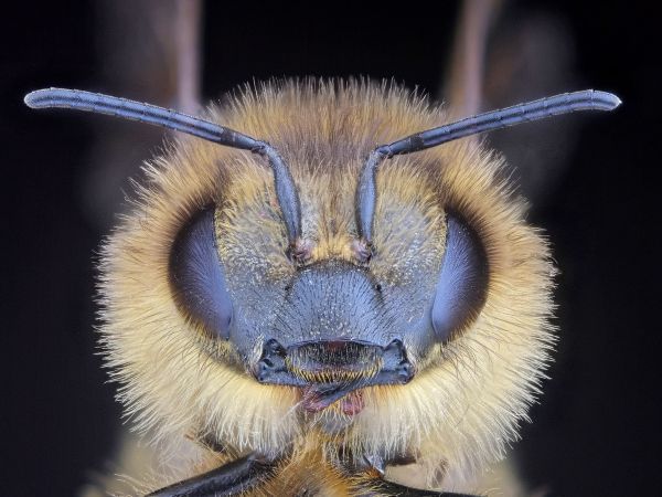 bee's head