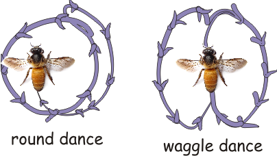 waggle dance ile ilgili görsel sonucu