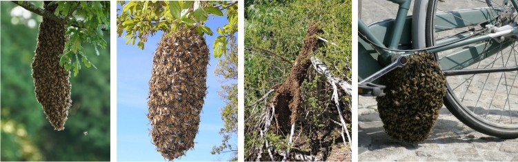 bees swarms