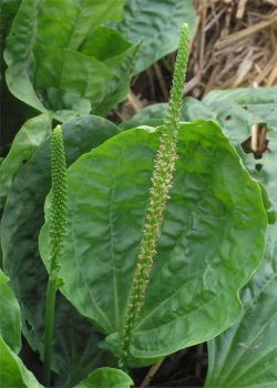 plantain leaves are good for bee sting