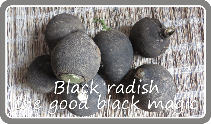Black radish – the black magic!