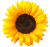 sunflower bullet