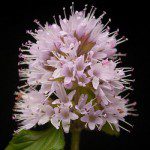 mint aka mentha flowers