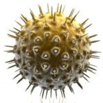 honey is antimicrobial