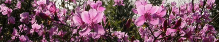 Japanese rhododendron