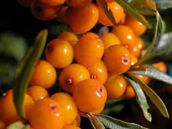 Seabuckthorn and honey or how to boost immune system naturally!