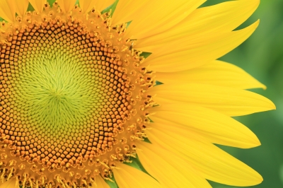 sunflower macro