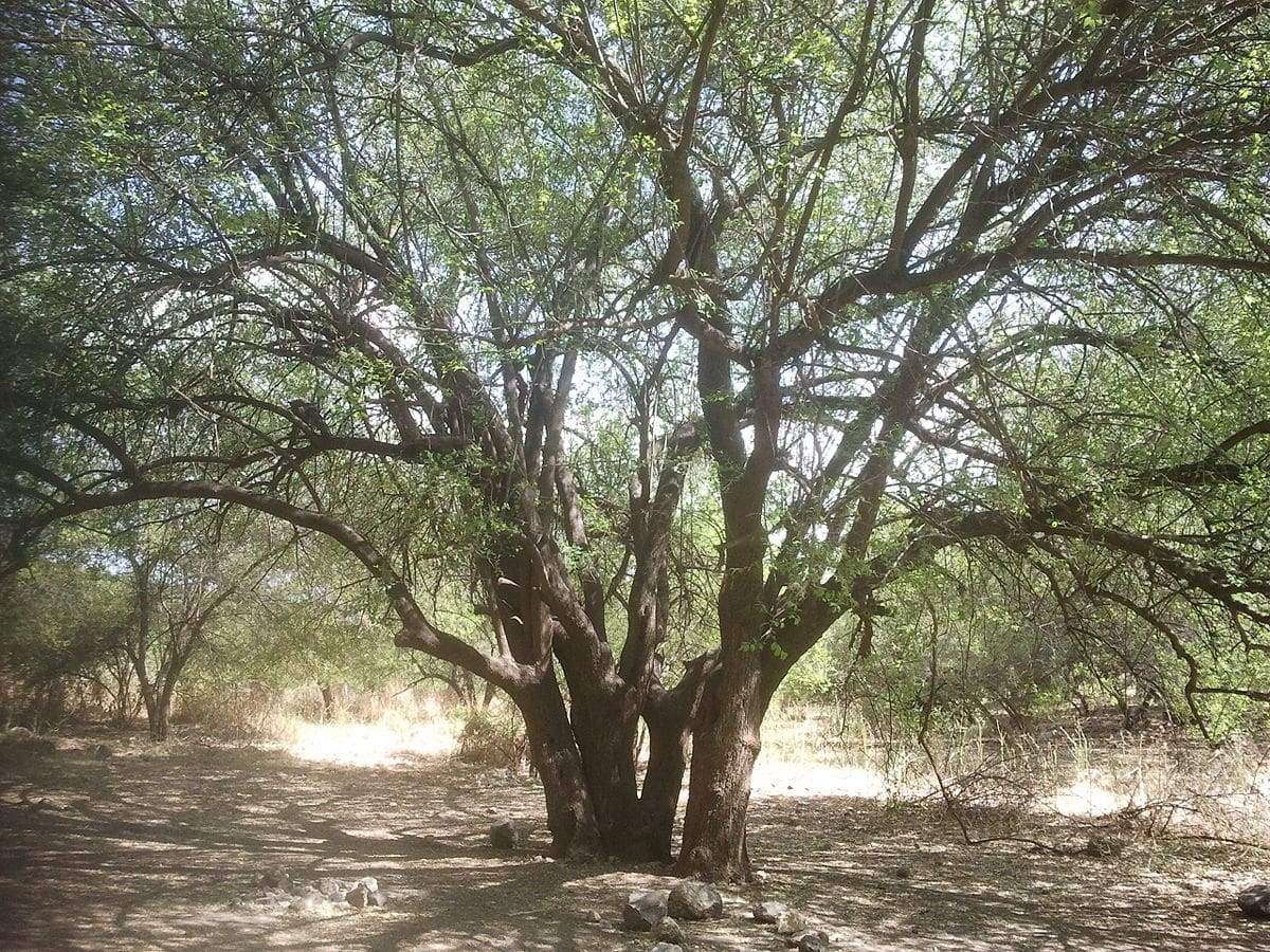 sidr tree