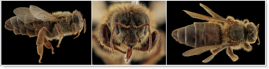 hairy mother queen bee
