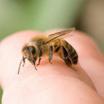 honey bee on a hand