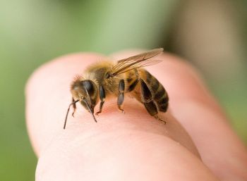 honey bee on a hand