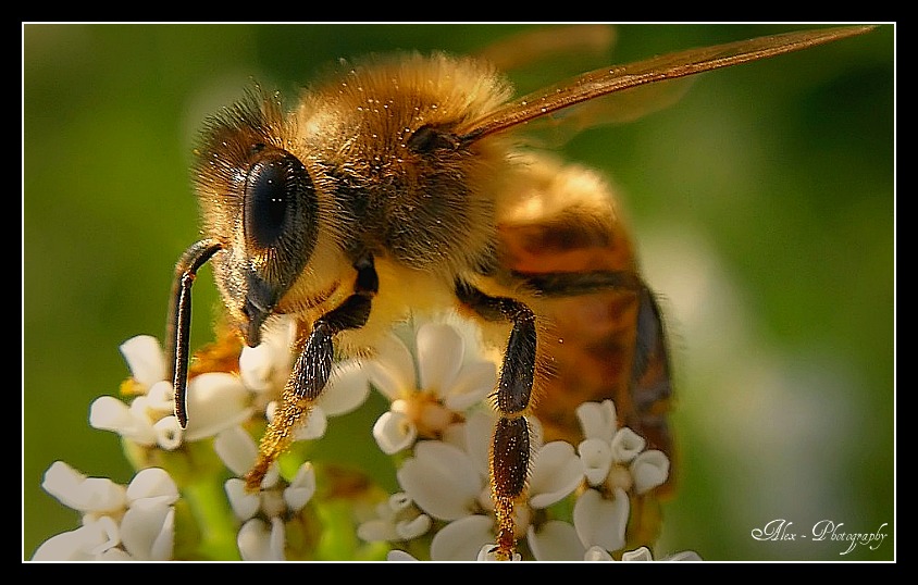 how to treat bee sting