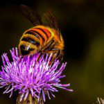 homeopathic apis mellifera benefits