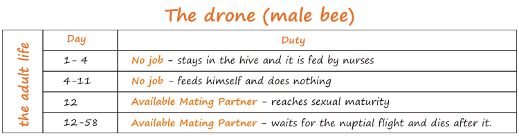 what does a drone all day?