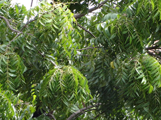 neem leaves