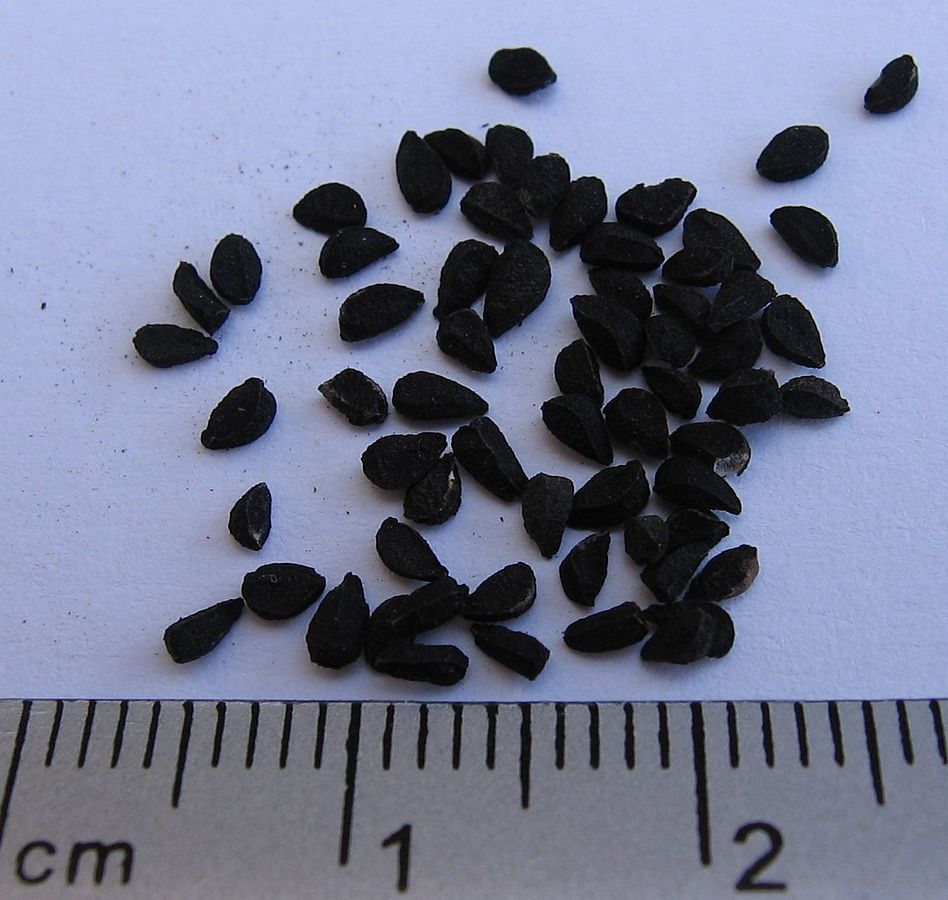 nigella sativa seeds