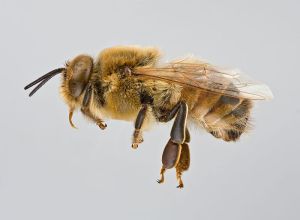 What is a drone bee?