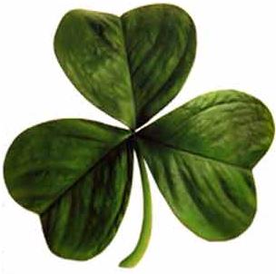 shamrock the symbol of Ireland