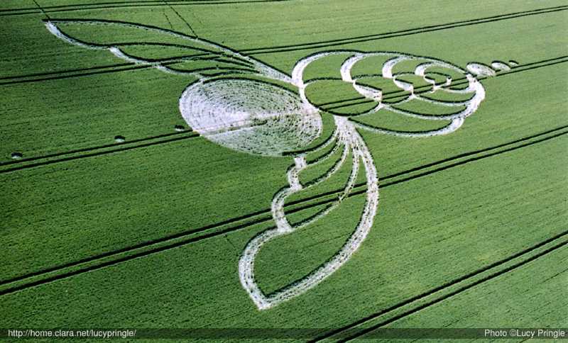 crop circle like a bee