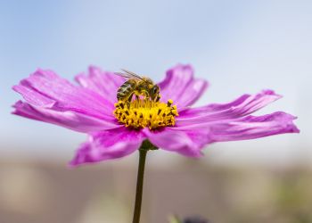 Is honey a natural treatment to cancer?