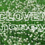 buy clover honey
