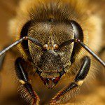 head of a worker bee