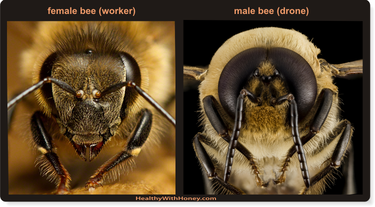 drone bee size