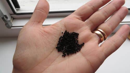 small seeds of nigella sativa