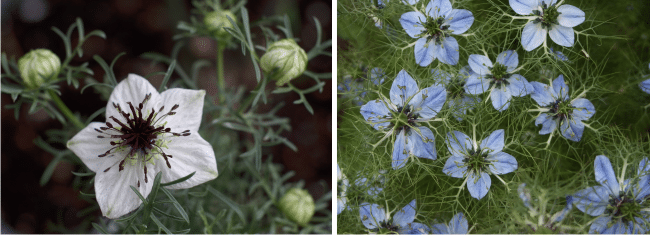 beautiful flowers of nigella sativa