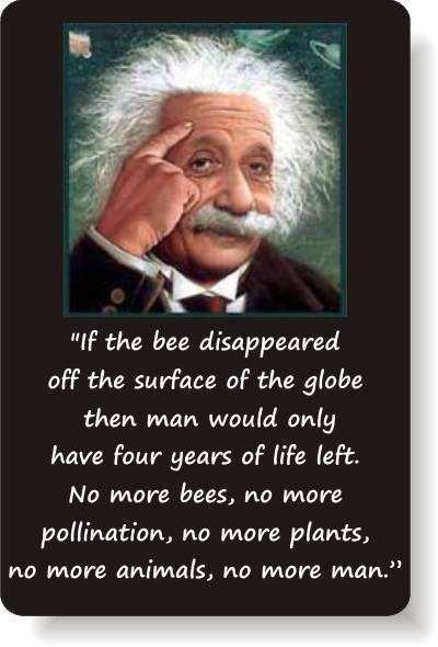 Einstein said: “If the bees disappear…” – Give me a break, Einstein!