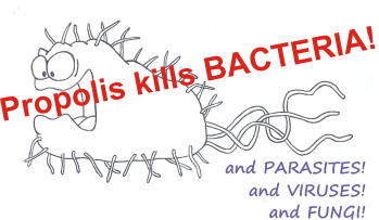 what kills abacteria? propolis