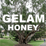 lelaleuca honey aka cajeput honey or gelam honey benefits for health