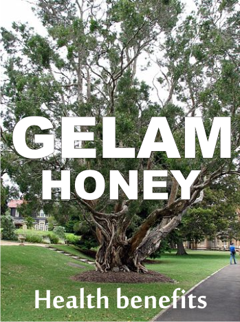 lelaleuca honey aka cajeput honey or gelam honey benefits for health