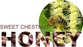 chestnut honey with bee in flowers