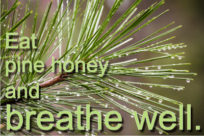 Pine honey health benefits