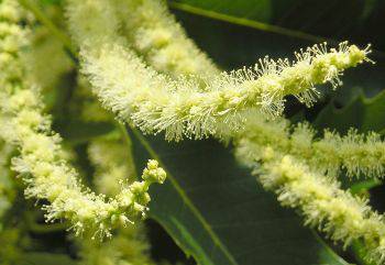 flowers of chestnut tree