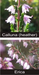 calluna honey