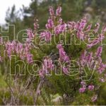 what is heather honey good for