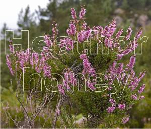 Heather honey has a great taste and is a powerful antioxidant