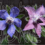 blue borage honey health benefits