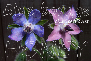 blue borage honey health benefits