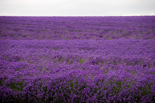 beautiful lavender field