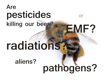 What causes CCD? Do pesticides kill bees? Or radiations? Pathogens? Aliens?