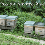 find the most beautiful bee hive